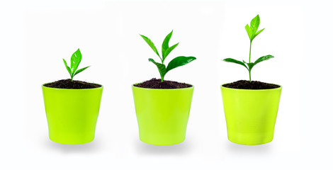 Plant evolution - seedlings growing in small glasses, isolated