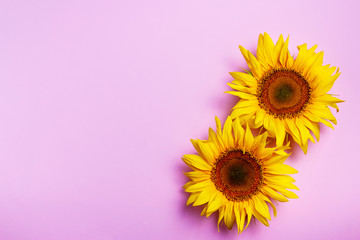 Yellow sunflowers on pink background with copy space. Top view.