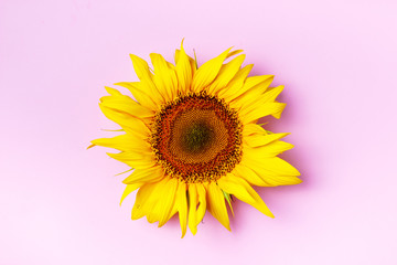 Yellow sunflowers on pink background with copy space. Top view.