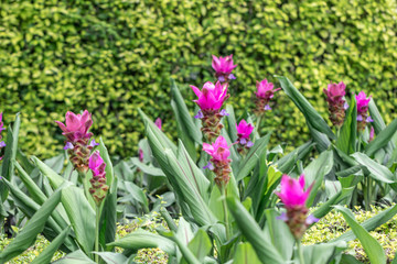 Pink Curcuma alismatifolia flower, is a tropical plant native to Thailand.Sometime call Siam tulip or summer tulip.