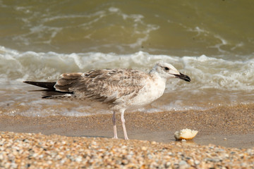 seagull on the beach