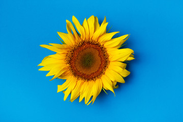 Beautiful sunflowers on blue background. View from above. Background with copy space.