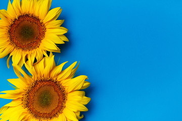 Obraz premium Beautiful sunflowers on blue background. View from above. Background with copy space.