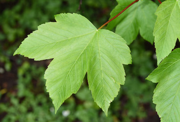 Bergahorn, Acer, pseudoplatanus