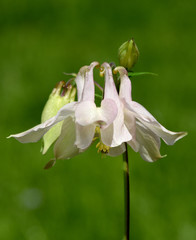 Akelei, Aquilegia, vulgaris