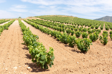 Fototapeta na wymiar Vineyards in summer, La Rioja, Spain