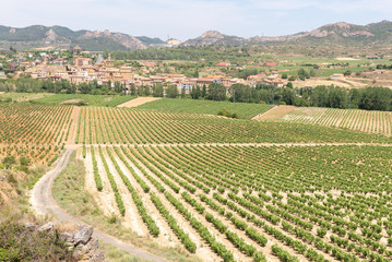 Vineyards in summer with Briñas village as background, La Rioja, Spain