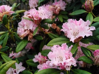 pink flowers in the garden