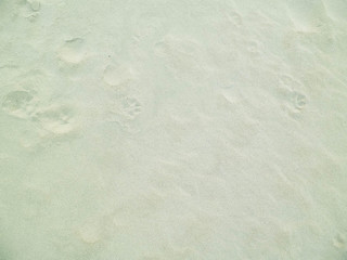 Obraz premium Paw prints on the sand. Nature background.