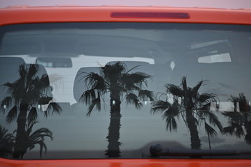 The reflection of fhree tropical palms in a car pane.