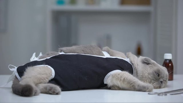 Depressed cat in bandage lying in vet clinic, recovery after surgical castration