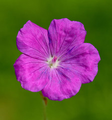 Blutstorchschnabel, Geranium, sanguineum