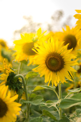 Sunflower in sunshine