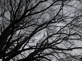 Silhouette of leafless trees taken during winter. The tree sheds its leaves in autumn