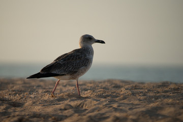 seagull on the beach