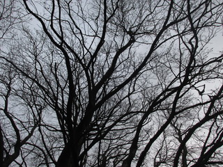 Silhouette of leafless trees taken during winter. The tree sheds its leaves in autumn