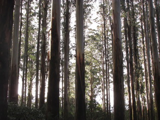 Low angle sunset during cloudy winter afternoon in a forest near Dandenong Botanical Garden, Victoria, Australia