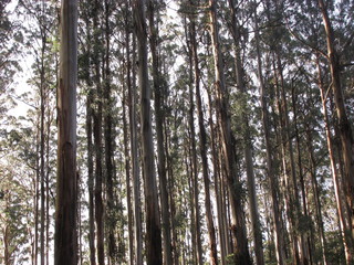 Low angle sunset during cloudy winter afternoon in a forest near Dandenong Botanical Garden, Victoria, Australia