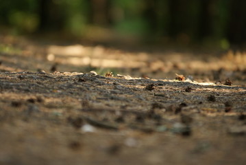 forest