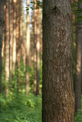 Fototapeta premium forest