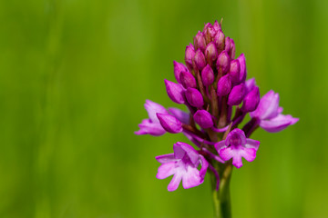 Wilde Orchidee - Pyramiden-Hundswurz