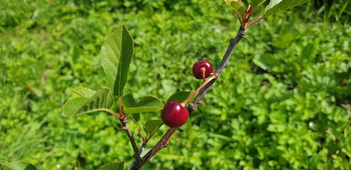 Obraz premium Cherry on the tree. Cherry berry. Fresh cherry