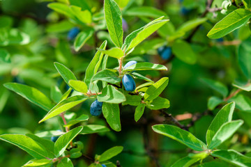 A branch of honeysuckle with ripe blue berries