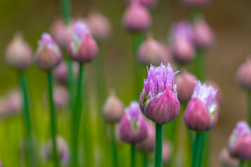 Obraz premium Schnittlauchblüten (Allium schoenoprasum)