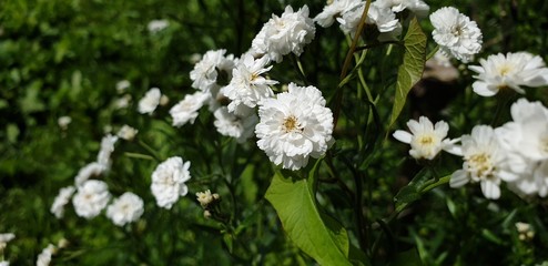 Flowers are white. White flowers .Wildflowers in the close-up