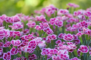 field of flowering carnations, clove pinks