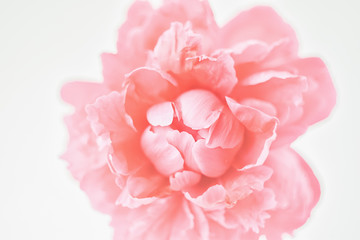 Peony of corral color close-up on a white background. Fresh flowers isolate. Selective focus. Close-up.