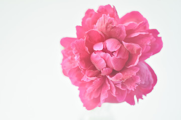 Peony pink color close-up on a white background. Fresh flowers isolate. Selective focus. Copy space.