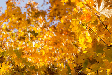 Autumn leaves, red and yellow maple foliage against sky, beautiful background, selective focus