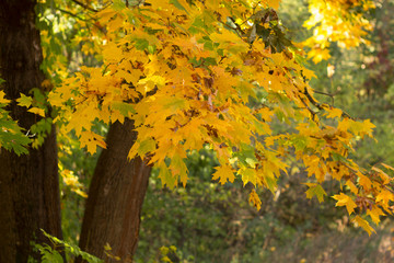 Autumn leaves, red and yellow maple foliage, beautiful background, selective focus