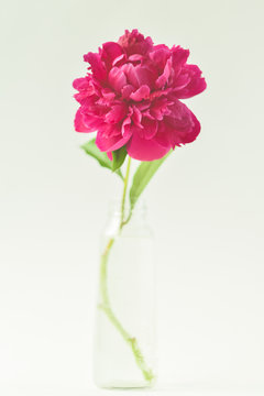 Red peony flower in a glass vase on a white isolated background. Fresh flowers . Selective focus. Vertical frame.