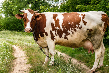 Fototapeta na wymiar red white cow on field near footpath