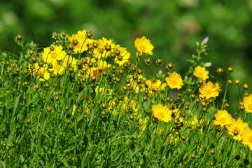 field of yellow flowers Yellow daisies