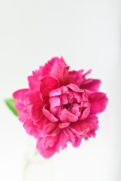 Red peony flower in a glass vase on a white isolated background. Fresh flowers . Selective focus. Vertical frame.