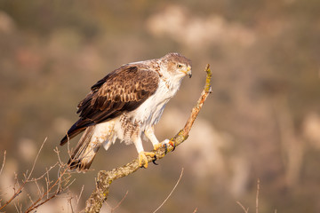 Habichtsadler Weibchen auf einem toten Ast freigestellt in der Seitenansicht