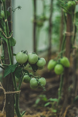 Organic tomato cultivation. Background with green tomatoes in a greenhouse.