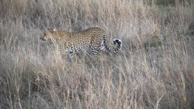 side view of a female leopard approaching at masai mara in kenya national reserve in kenya, africa