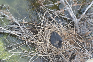 Pájaro de río incubando
