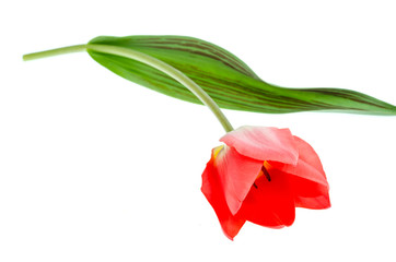 Single pink tulip isolated on white background.