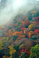 紅葉している早朝の嵐山に朝霧が掛かっています。