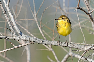 weibliche Wiesenschafstelze (Motacilla flava) - blue-headed wagtail