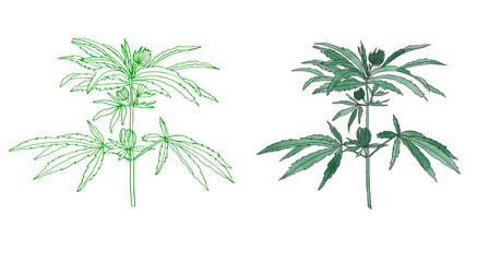 Watercolor and contour branch of Green hemp with leaves