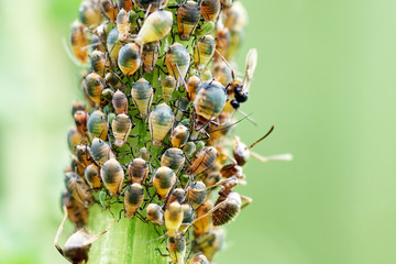 Aphids being grazed by the ants on the stem of the plant
