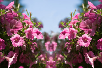 Fototapeta premium Flower frame petunia design