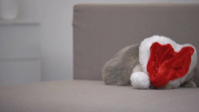 Angry cat in Santa hat turning away from camera, discounts on Christmas gifts