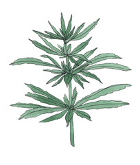 Naklejka premium Watercolor branch of Green hemp with leaves